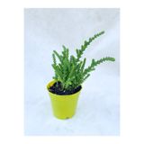 Serada Decor & Plant Prenses Çamı Çiçeği, 10-15 cm, Saksılı, Crassula Muscosa