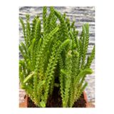 serada decor & plant Prenses Çamı Çiçeği, 10-20 cm, Tüplü, Crassula Muscosa