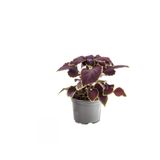 serada decor & plant Purple Coleus Yaprak Güzeli Çiçeği, Mor Renk, 1 Adet