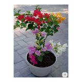 serada decor & plant Rengarenk 4 Adet Begonvil Seti 40-60cm Saksılı Sarmaşık/Bodur Çiçekli Bahçe Salon Çiçeği