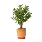 serada decor & plant Saksıda Canlı Crassula Ovata Para Çiçeği, 15-25cm, Yeşil