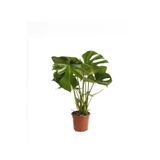 Serada Decor & Plant Saksıda Canlı Deve Tabanı Çiçeği, Geniş Yapraklı İç Mekan Bitkisi