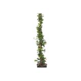 Serada Decor & Plant Saksıda Kokulu Arap Yasemini, 50-70 cm, Çok Renkli
