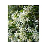 Serada Decor & Plant Saksıda Kokulu Arap Yasemini Fidanı, 40-60 cm, Çok Renkli