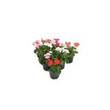 Serada Decor & Plant Saksıda Sardunya Çiçeği, 1 Adet, Kırmızı/Pembe/Beyaz/Turuncu