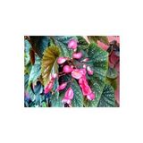 Serada Decor Plant Saksılı Çilli Begonya Çiçeği Fıdanı 40 Cm Saksılı