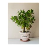 serada decor & plant Saksılı Crassula Ovata Yeşim Para Çiçeği, Yeşil, 15-25 cm