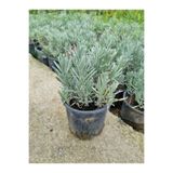 serada decor & plant Saksılı Lavanta Fidanı 20-40cm, Kokulu Bitki