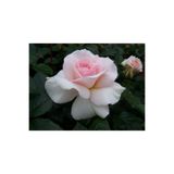 serada decor & plant Saksılı Yediveren Pembe Beyaz Sarmaşık Ponpon Gül Fidanı, 15-25 cm