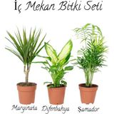 Serada Decor Plant Salon Bitki Seti Dracaena MARGINATA(35-50CM)-DIFENBAHYA(30-50CM)-ŞAMADOR(15-25CM)