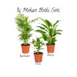 serada decor & plant Şamador (Areka)-Barış Çiçeği-Para Çiçeği Ofis Çiçek Seti, 30-50cm