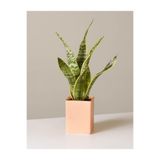 serada decor & plant Sansevieria Laurentii Superba Bodur Paşa Kılıcı, Canlı İç Mekan Bitkisi