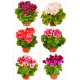 serada decor & plant Sardunya Çiçeği Fidesi, 2 Adet, Karışık Renkler, 10-20 cm, Tüplü, Geranium