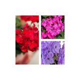 Serada Decor & Plant Sardunya Çiçeği Fidesi, 30'lu Karışık Renk, 10-20 cm, Tüplü Çiçekli Bodur Bitki