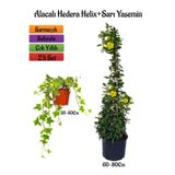 serada decor & plant Sarı Alacalı Hedera Helix + Sarı Yasemin Çiçeği 2'li Bahçe Peyzaj Seti