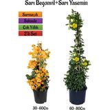 Serada Decor Plant Sarı Begonvil Çiçeği Fidanı+Sarı Yasemin Fidanı 2'li Bahçe Peyzaj Seti