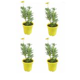 Serada Decor & Plant Sarı Çalı Papatya, 20-40 cm, 4 Adet Saksılı Canlı Bitki