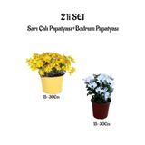 serada decor & plant Sarı Çalı Papatyası + Bodrum Papatyası 2'li Bahçe Peyzaj Seti, 15-30 cm