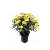 Serada Decor & Plant Sarı Çalı Papatyası Kokulu, 20-30 cm, 1 Adet Saksı, Coreopsis, Dış Mekan Bitkisi