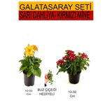 Serada Decor & Plant Sarı Dahliya, Kırmızı Mine, Buz Çiçeği Takım Seti, 10-30 cm