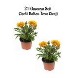 serada decor & plant Sarı Gazanya Çiçeği, 2 Adet Saksılı, 10-20 cm, Bahçe Balkon Çiçeği
