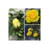 Serada Decor & Plant Sarı Gül Fidanı, 20-40 cm, Tüplü, Çiçekli Bodur Yellow Rose