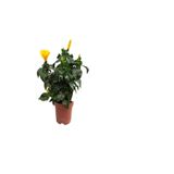 serada decor & plant Sarı Japon Gülü Çiçeği, Sukulent Hediyeli