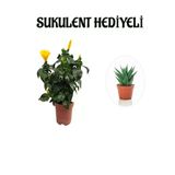 serada decor & plant Sarı Japon Gülü Çiçeği, Sukulent Hediyeli