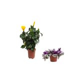 serada decor & plant Sarı Renk Japon Gülü Çiçeği, Telgraf Hediyeli, İç Mekan Bitkisi
