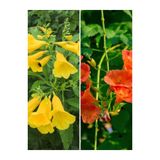 Serada Decor & Plant Sarı Turuncu Acem Borusu Bitkisi Seti, 30-60 cm, 2 Adet Saksılı Dış Mekan Bitkisi