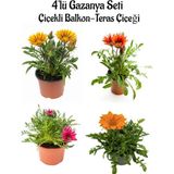 Serada Decor Plant Sarı+Kırmızı+Koyu Pembe+Turuncu Gazanya Çiçeği 4 Adet Saksılı 10-20CM Balkon Çiçeği