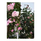 Serada Decor & Plant Sarmaşık Ponpon Pembe Renk, 100-150 cm, Saksılı Aşılı Gül
