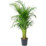 Serada Decor Plant Serada Decor&plant Areka Palmiyesi Ev Ofis Salon Bitkisi -Salon Palmiyesi 100-120 cm