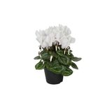 Serada Decor & Plant Şıklamen Çiçeği, Hediyelik Ofis Bitkisi, Beyaz Çiçekli