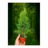 serada decor & plant Smaragd Batı Mazısı Fidanı, Thuja Occidentalis, 30-40 cm