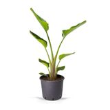 serada decor & plant Starliçe Mini Boy 15-30cm Saksılı Ofis Salon Çiçeği Cennet Kuşu Çiçeği