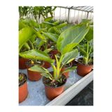 serada decor & plant Starliçe Turna Gagası Cennet Çiçeği Saksılı 25-40cm