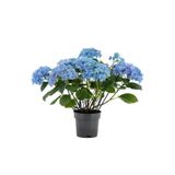 Serada Decor & Plant Su Mavisi Ortanca Fidanı, Hydrangea Macrophylla, 10-30 cm