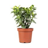 Serada Decor & Plant Sukulent Crassula Ovata Yeşim-Para Çiçeği, 15-25cm, Saksılı