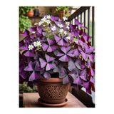 serada decor & plant Süs Yoncası Mor Yapraklı Uyku Çiçeği 20–30 cm, İç Mekan Saksı Bitkisi