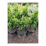 Serada Decor & Plant Taflan Fidanı, 35-40cm, Yeşil, 4 Adet Saksılı Bahçe Bitkisi