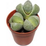 Serada Decor Plant Taş Kaktüs Sukulent (5-10 Cm) 1 Adet Saksılı Dekoratif Bitki
