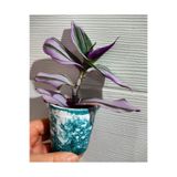 Serada Decor & Plant Telgraf Çiçeği Fidesi, 15-20cm, 1 Adet