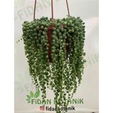 Serada Decor Plant Tesbih Çiçeği