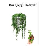 Serada Decor & Plant Tespih Boncuk Bezelya Çiçeği Bitkisi, Buz Çiçeği Hediyeli