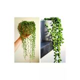 Serada Decor Plant Tespih Çiçeği İnci Tanesi Askılı Senecio Rowleyanus İç Mekan Bitkisi