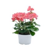 Serada Decor & Plant Toz Pembe Sardunya Fidanı, Sevgililer Gününe Özel, Tül Kuşkonmaz Hediyeli