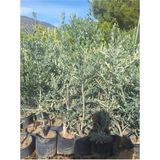 Serada Decor Plant Trilya Zeytin Fidanı 1 Adet Tüplü 50-75CM Bol Verimli Sofralık Zeytin