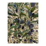 Serada Decor & Plant Trilya Zeytin Fidanı, 30-60 cm, Bol Verimli, Tüplü Dış Mekan Bitkisi