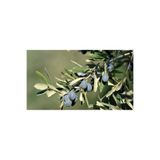 serada decor & plant Trilye Gemlik Zeytin Fidanı, 100-120 cm, 2-3 Yaşında, Aşılı Tüplü